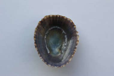 Tarafsız bir arkaplanda, akdeniz deniz deniz aygırı (Patella caerulea) denizi. Buluşma yeri: Ege Denizi, Yunanistan, Halkidiki