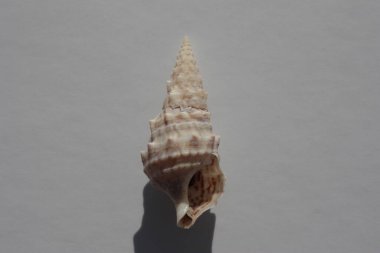 Tarafsız bir arkaplanda deniz salyangozu Avrupa sertifikası (Cerithium vulgatum). Buluşma yeri: Ege Denizi, Yunanistan, Halkidiki