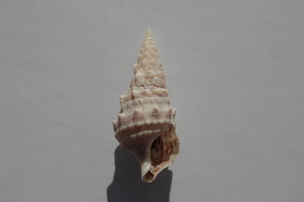 Seashell Sea Snail Cerith Europeo Cerith Comune Cerithium Vulgatum Uno — Foto Stock