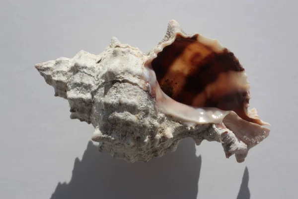 Seashell Sea Snail Bendato Dye Murex Trunculus Murex Bendato Murex — Foto Stock