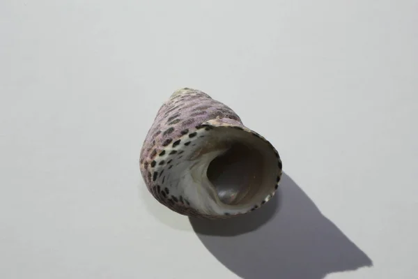 Seashell Sea Snail Turbinate Monodont Phorcus Turbinatus Uno Sfondo Neutro — Foto Stock