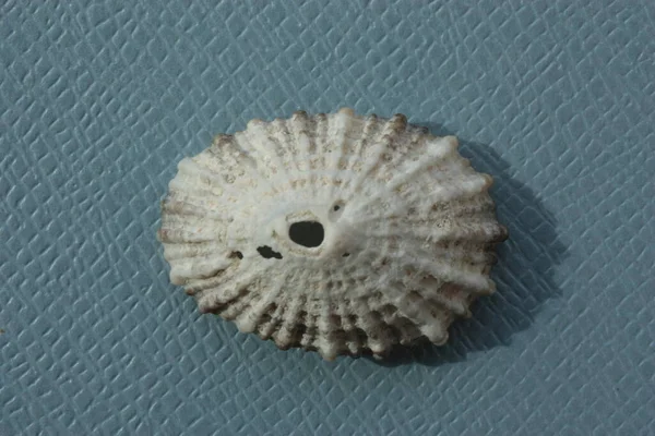 Seashell Ślimak Cayenne Dziurki Klucza Limpet Diodora Cayensis Niebieskim Tle — Zdjęcie stockowe