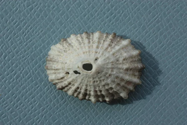 Concha Caracol Mar Cayena Ojo Cerradura Limpet Diodora Cayenensis Sobre —  Fotos de Stock