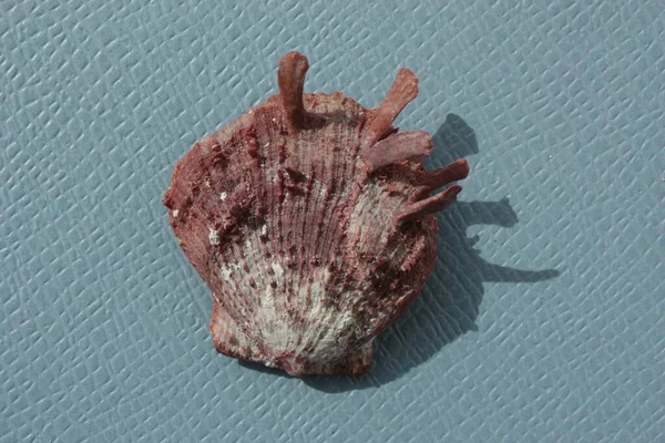 กระรอกทะเลของหอยมอลล สอเมร นหอยนางรมหร อหอยนางรมแอตแลนต กหอยนางรม Spondylus Americanus บนพ นหล สถานท — ภาพถ่ายสต็อก