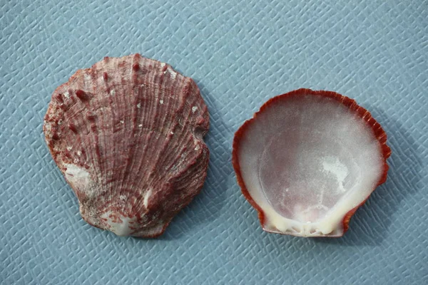 이매패강 Bivalve Mollusc American Thorny Oyster 껍데기 Spondylus Americanus 은푸른 — 스톡 사진