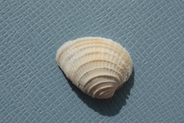 Mavi bir arka planda çift valflı yumuşakça, çapraz çizgili venüs (Chione İptal) deniz kabuğu. Buluşma yeri: Atlantik Okyanusu, Küba, Varadero