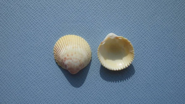 Seashell Mollusco Bivalve Giallo Cockle Dallocardia Muricata Sfondo Blu Luogo — Foto Stock