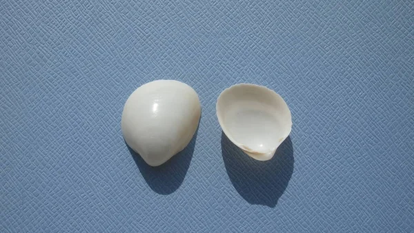 Seashell Bivalve Mollusc Egg Cockle Laevicardium Serratum Sfondo Blu Luogo — Foto Stock