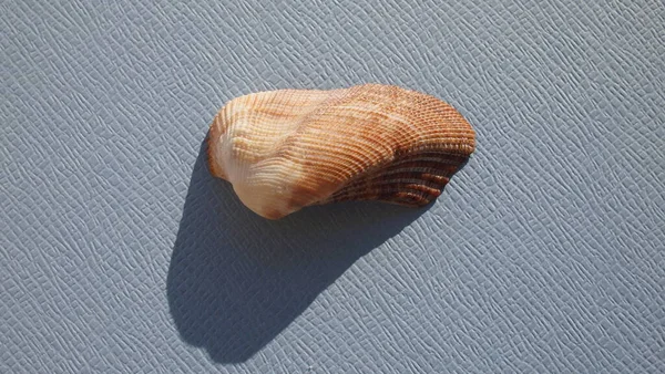 Seashell Δίθυρων Μαλακίων Mossy Κέλυφος Κιβωτός Βρύα Κιβωτός Lamarcka Imbricata — Φωτογραφία Αρχείου