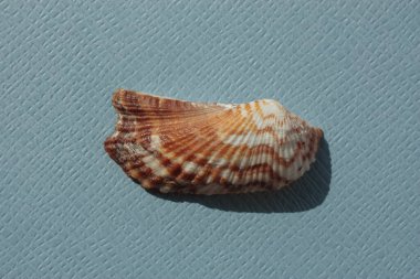 Mavi arka planda çift valflı yumuşakça kabuğu (Arca pacifica). Buluşma yeri: Atlantik Okyanusu, Küba, Varadero