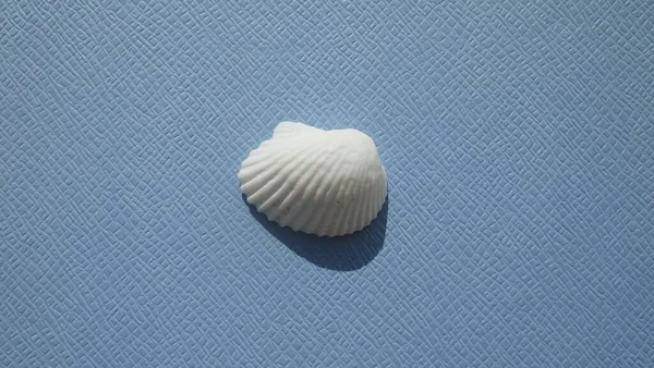 Seashell Δίθυρων Μαλακίων Cut Ribbed Clam Κιβωτός Anadara Secticostata Μπλε — Φωτογραφία Αρχείου