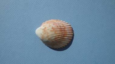 Mavi arka planda çift valflı yumuşakça Atlantik dev midyesi (dinokardiyum robüstum). Buluşma yeri: Atlantik Okyanusu, Küba, Varadero