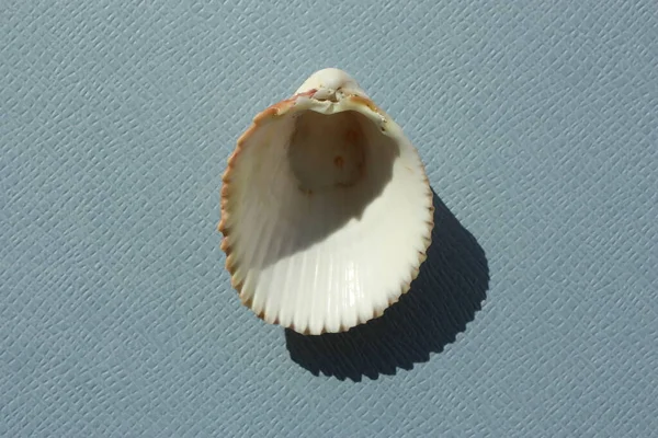 Seashell Δίθυρων Μαλακίων Atlantic Giant Cockle Dinocardium Robustum Μπλε Φόντο — Φωτογραφία Αρχείου
