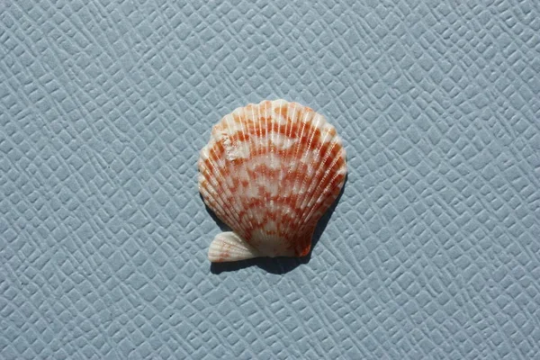 Seashell Bivalve Mollusc Ornate Scallop Caribachlamys Ornata Blue Background Place — Stock Photo, Image