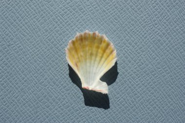 Mavi arka planda çift valflı yumuşakça küçük tokmak (Caribachlamys pellucens) deniz kabuğu. Buluşma yeri: Atlantik Okyanusu, Küba, Varadero