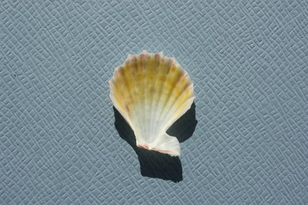 Mavi arka planda çift valflı yumuşakça küçük tokmak (Caribachlamys pellucens) deniz kabuğu. Buluşma yeri: Atlantik Okyanusu, Küba, Varadero