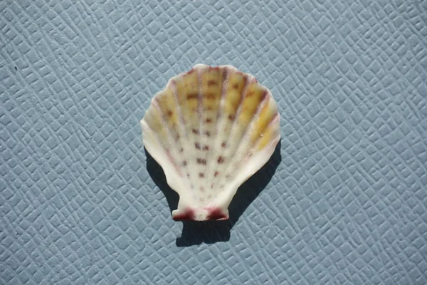 Seashell Δίθυρων Μαλακίων Λίγο Knobbly Scallop Caribachlamys Pellucens Μπλε Φόντο — Φωτογραφία Αρχείου