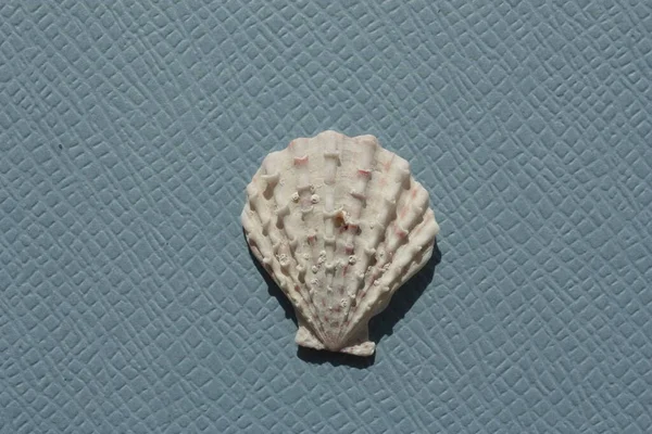 Mavi arka planda çift valflı yumuşakça küçük tokmak (Caribachlamys pellucens) deniz kabuğu. Buluşma yeri: Atlantik Okyanusu, Küba, Varadero