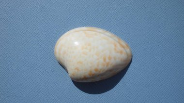 Mavi arka planda iki valflı yumuşakça istiridye (Megapitaria maculata) deniz kabuğu. Buluşma yeri: Atlantik Okyanusu, Küba, Varadero