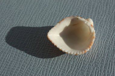 Mavi arka planda çift valflı yumuşakça Atlantik çilek midyesi (Americardia media). Buluşma yeri: Atlantik Okyanusu, Küba, Varadero