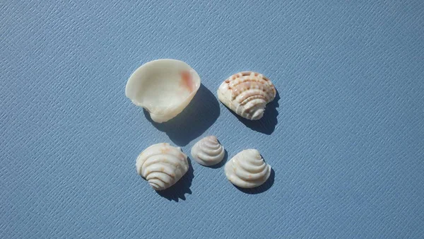 Seashell Bivalve Mollusc King Venus Lirophora Paphia Sfondo Blu Luogo — Foto Stock