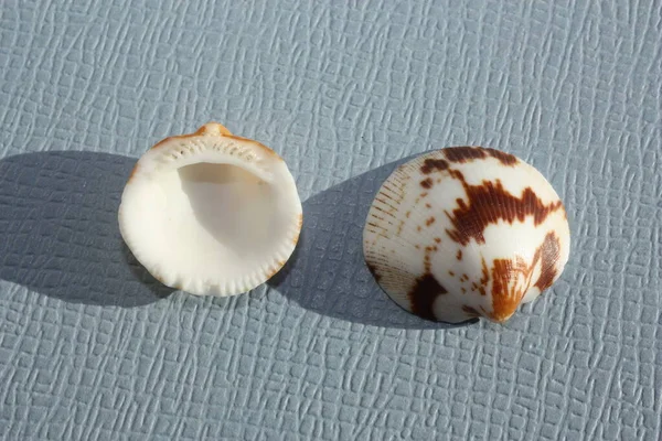 Seashell Δίθυρων Μαλακίων Decussate Γλυκόπικρο Glycymeris Decussata Μπλε Φόντο Τόπος — Φωτογραφία Αρχείου