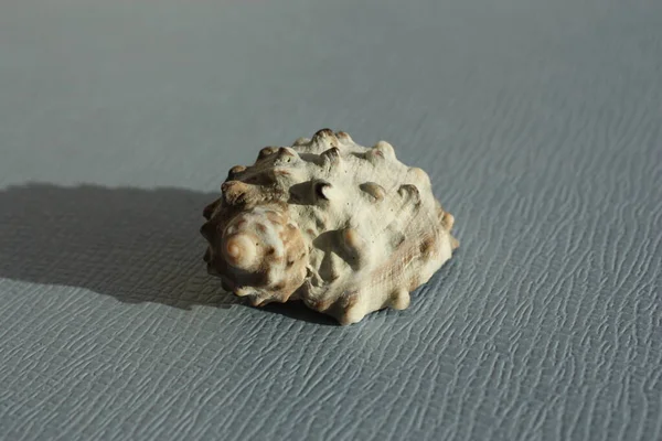 เปล อกหอยทากทะเลนรกปากกว างหร Purpura ปากกว างเปล อกส อมปากกว Plicopurpura Patula — ภาพถ่ายสต็อก