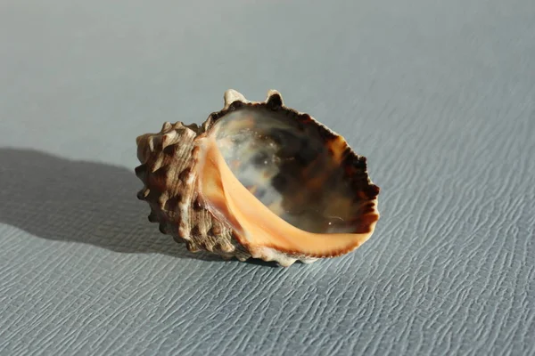 Seashell Sea Snail Widemouth Rockshell Porpora Bocca Larga Guscio Tintura — Foto Stock