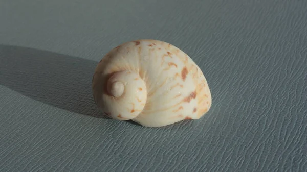 Seashell Sea Snail Colorful Atlantic Moonsnail Colorful Moonsnail Naticarius Canrena — Stock Photo, Image