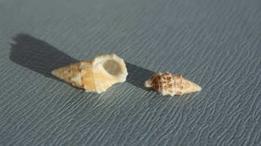 Mavi arka planda deniz salyangozu fildişi sertifikası (Cerithium eburneum). Buluşma yeri: Atlantik Okyanusu, Küba, Varadero