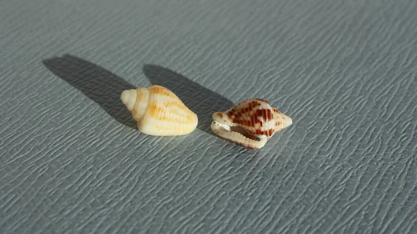 Seashell Sea Lumaca Colomba Shell Columbella Rusticoides Uno Sfondo Blu — Foto Stock