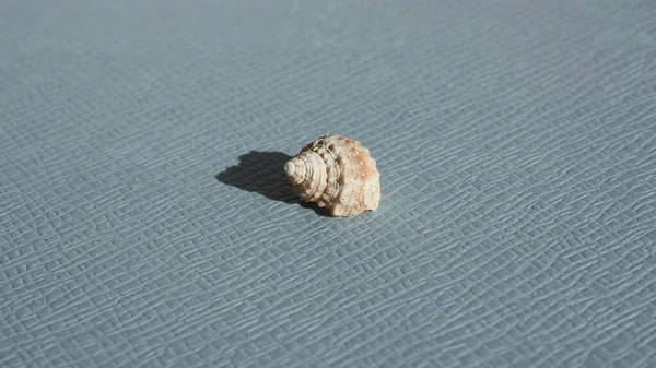 Seashell of sea snail chestnut turban or orange cat eye snail (Turbo castanea) on a blue background. Place of find: Atlantic Ocean, Cuba, Varadero