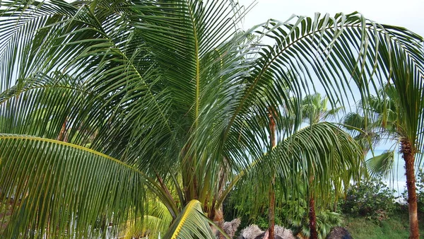 Top Leaves Coconut Tree Cocos Nucifera Sky Background Cuba Varadero — 스톡 사진