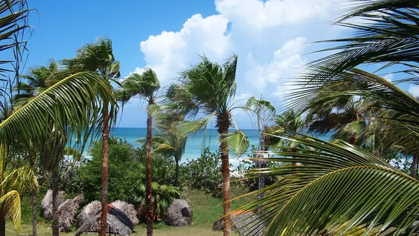 Kokosnötsträd Cocos Nucifera Himmel Och Atlanten Bakgrund Kuba Varadero — Stockfoto