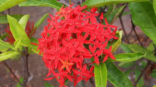 Flower Chinese Ixora Ixora Chinensis Cuba Varadero — ストック写真