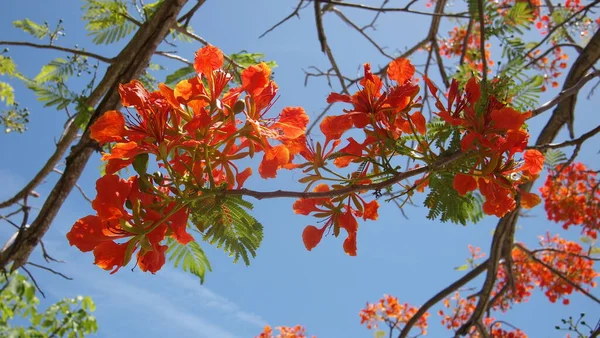 Floração Flamboyant Royal Poinciana Delonix Regia Fundo Céu Cuba Varadero — Fotografia de Stock
