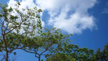 Havana Ormanı, Küba 'da, gökyüzü arka planındaki ağaçlar