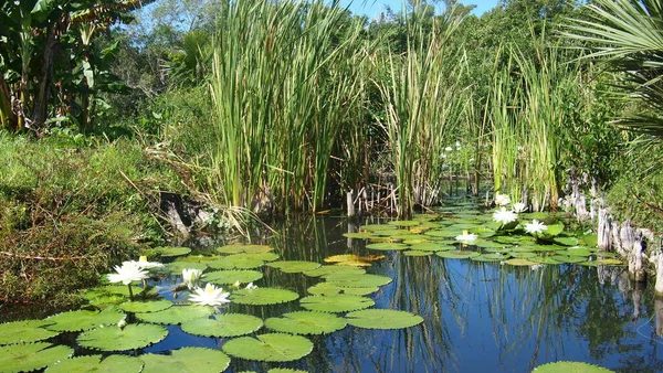 Lago Floresta Com Reflexão Sobre Dia Ensolarado Brilhante Cuba — Fotografia de Stock