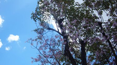 Küba pembe trompet ağacı veya Küba pembesi, trompet ağacı (Tabebuia sp. pallida var.) Gökyüzü arka planında, Küba, Sancti Spiritus