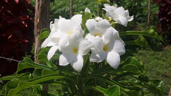 Altın ok çiçekleri veya altın kaşık (Plumeria pudica), Küba