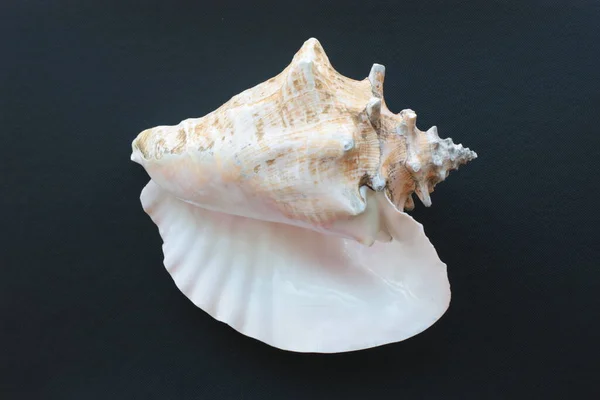 Seashell Grande Conchiglia Regina Lumaca Mare Conchiglia Rosa Aliger Gigas — Foto Stock