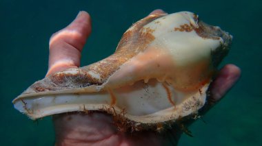 Bir dalgıç, Atlantik Okyanusu, Küba, Varadero üzerinde deniz salyangozu Batı Hint deniz kabuğu (Turbinella angulata) deniz kabuğu
