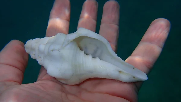 Seashell Sea Snail West Indian Chank Shell Lamp Shell Turbinella — Foto Stock