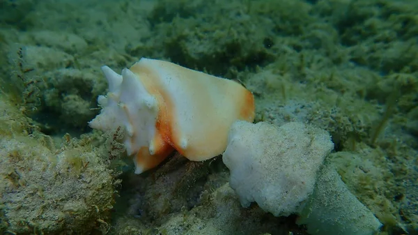 Sea snail Florida fighting conch (Strombus alatus) on the Atlantic Ocean bottom, Cuba, Varadero