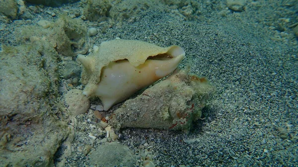 Sea Snail Florida Fighting Conch Strombus Alatus Atlantic Ocean Bottom — Stock Photo, Image