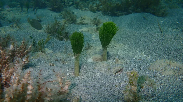 Grünalgen Rasierpinsel Penicillus Dumetosus Unter Wasser Atlantik Kuba Varadero — Stockfoto