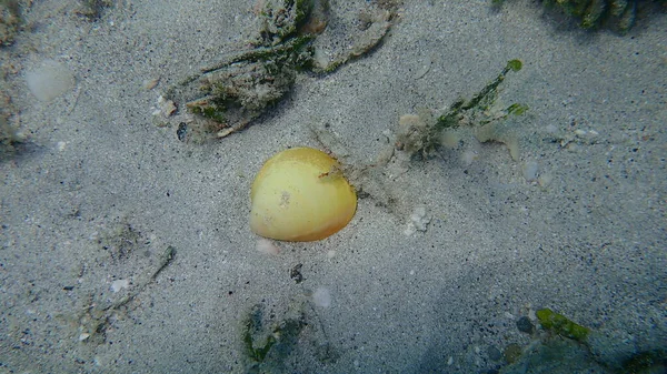 二枚貝の貝殻軟体動物の卵のカクテル Laevicardium Serratum 大西洋 キューバ バラデロ — ストック写真