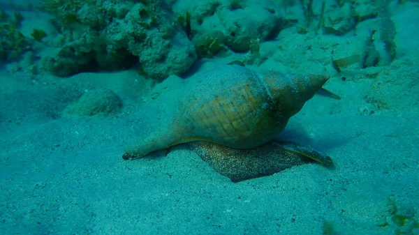 Sea snail tulip spindle snail or true tulip, tulip spindle shell (Fasciolaria tulipa) undersea, Atlantic Ocean, Cuba, Varadero