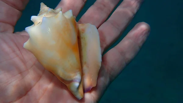 Морська Мушля Морського Дна Флорида Бойовими Молюсками Strombus Alatus Руках — стокове фото