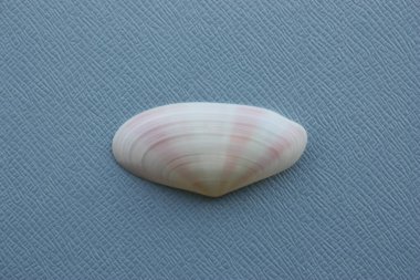 Mavi bir arka planda çift valflı yumuşakça güneş doğumu kabuğu veya yükselen güneş (Tellina radiata). Buluşma yeri: Atlantik Okyanusu, Küba, Varadero